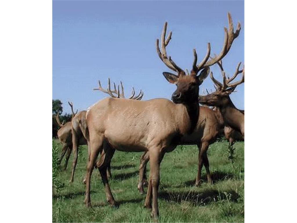 30423 Grosbeak Road Long Prairie MN 56347 7039547 image25