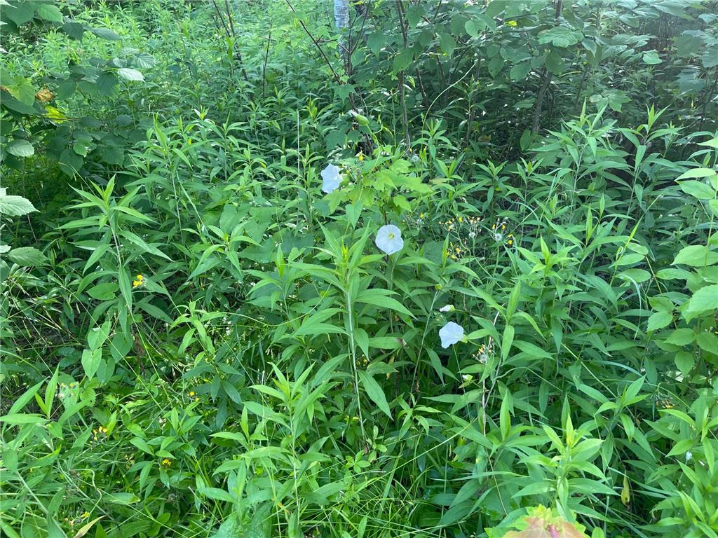 31069 Duluth Missabe And Iron Greenway Twp MN 55775 7076514 image15