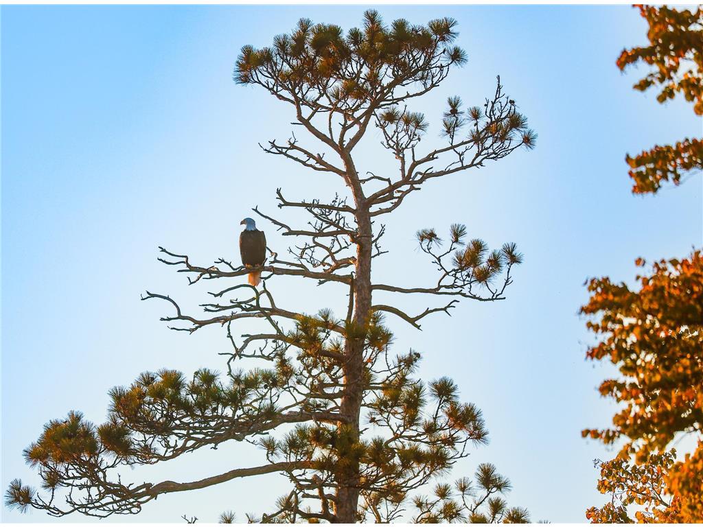 3108 Blackbird Road NE Cass Lake MN 56633 6798500 image21