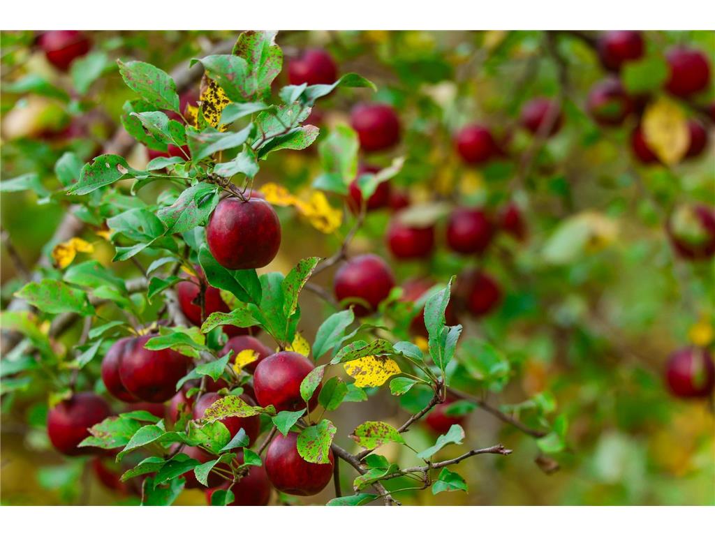 3108 Blackbird Road NE Cass Lake MN 56633 6798500 image25