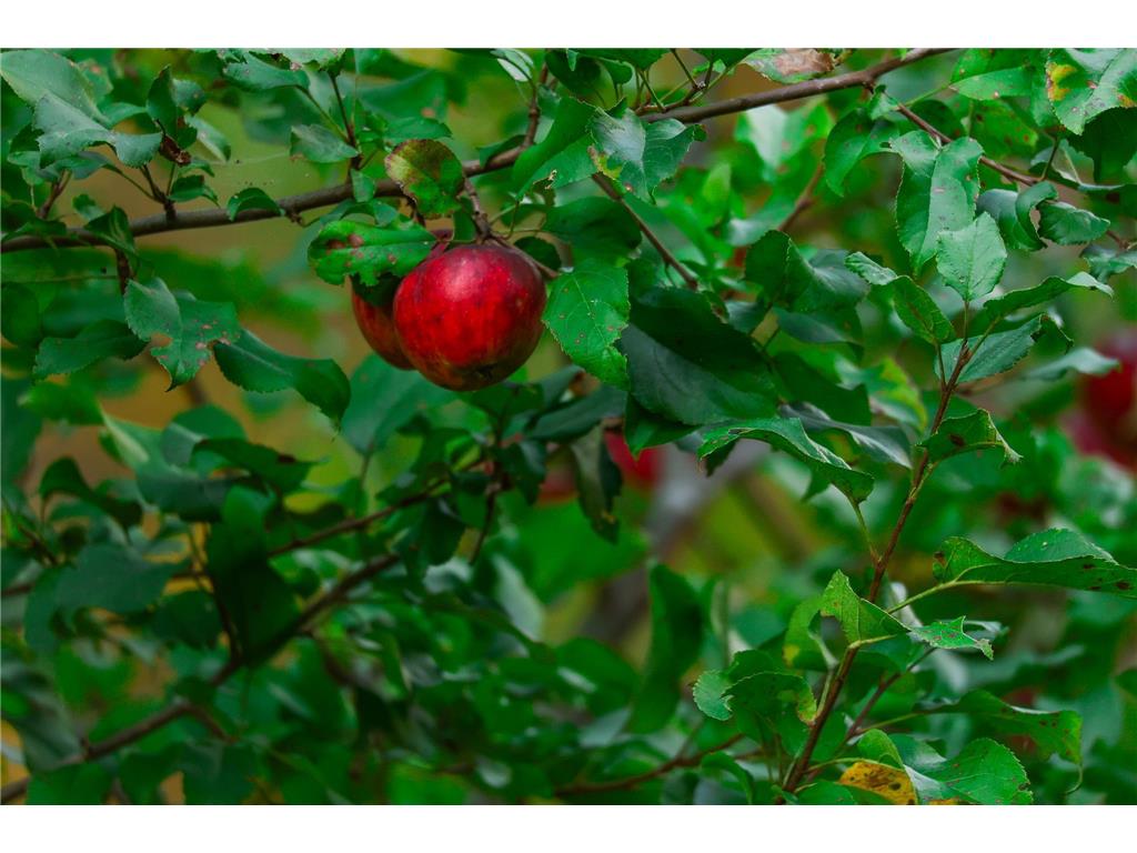 3108 Blackbird Road NE Cass Lake MN 56633 6798500 image27