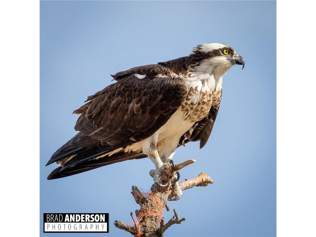 315XX Leaf River Road Tract C Ottertail MN 56571 - Leaf River 6811279 image5