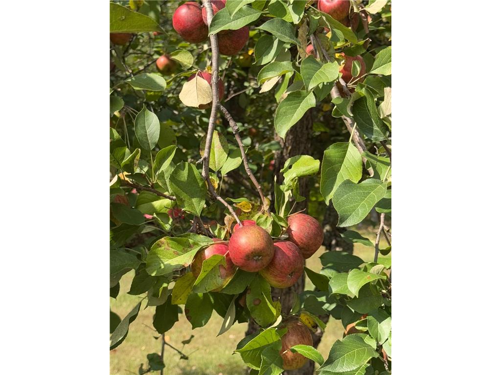 317 2nd Street NE Menahga MN 56464 6749892 image36