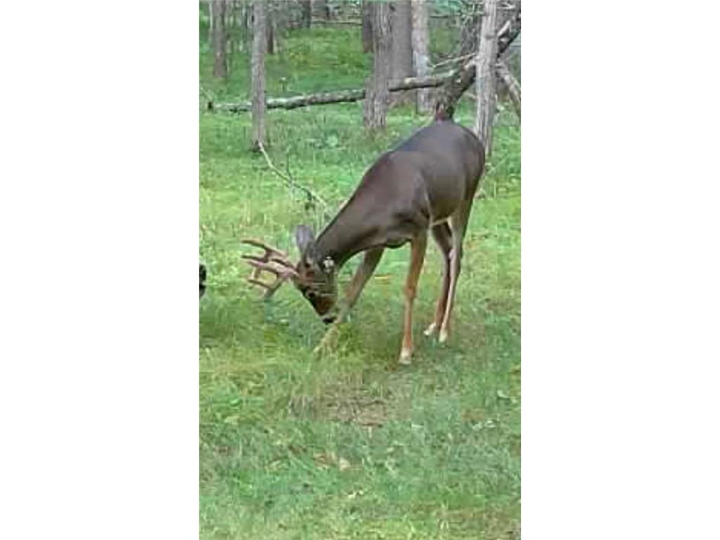 TBD Deacons Way Pelican Twp MN 56472 - Shaffer 7046849 image13