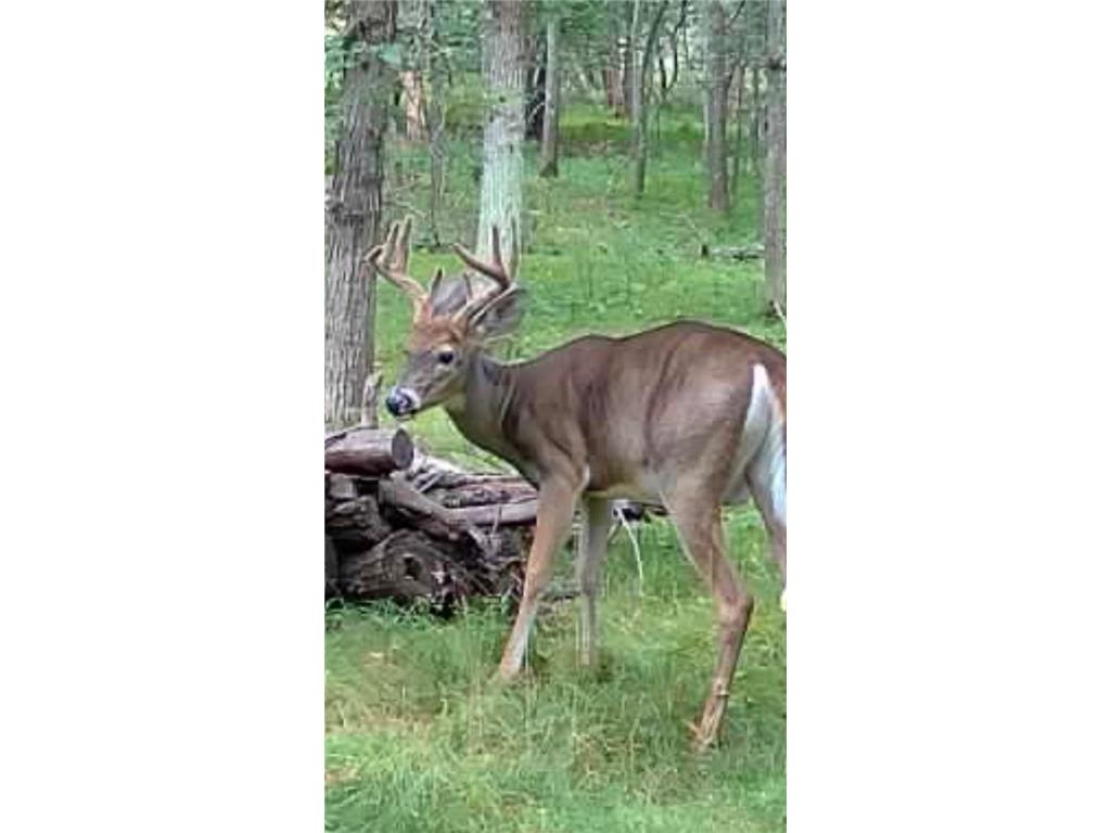TBD Deacons Way Pelican Twp MN 56472 - Shaffer 7046849 image14