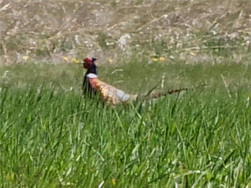 32077 US Highway 14 Sanborn MN 56083 7073188 image34