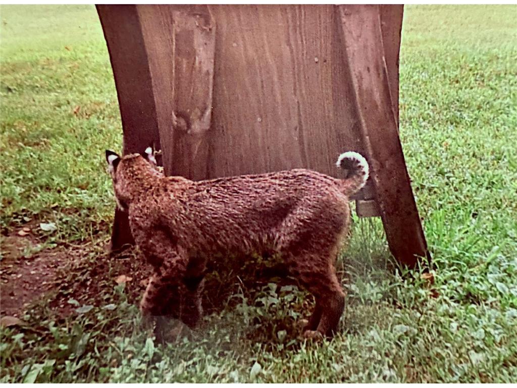 3211 Ivory Street Isle MN 56342 6785762 image70