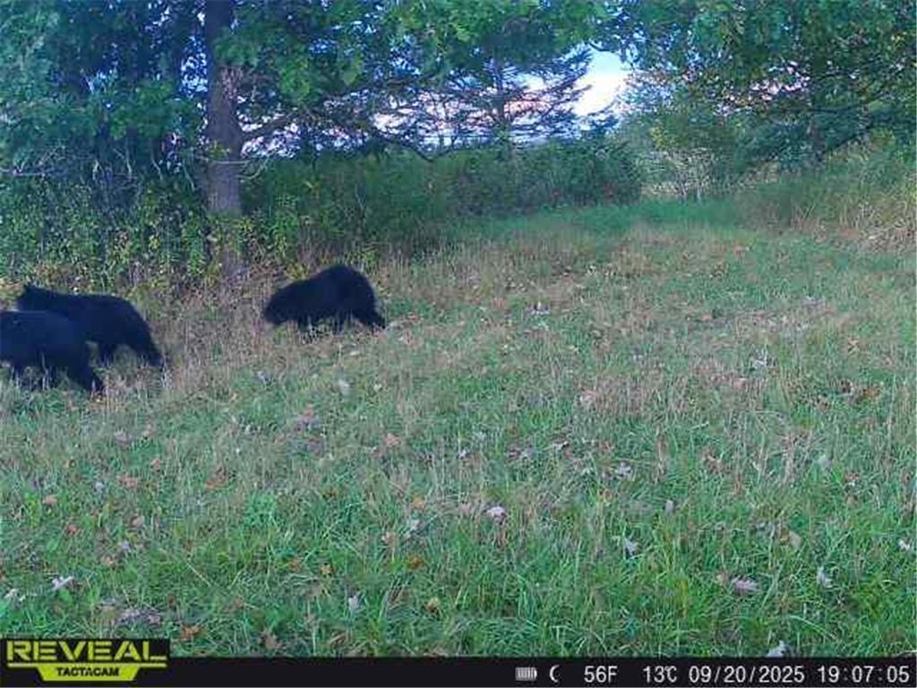3231 Highway 65 Peace Twp MN 55051 7036612 image39