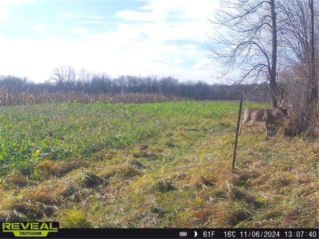 3231 Highway 65 Peace Twp MN 55051 7036612 image52