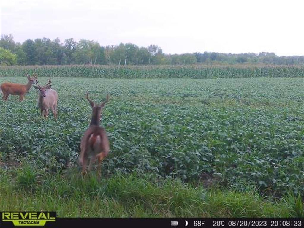 3231 Highway 65 Peace Twp MN 55051 7036612 image55