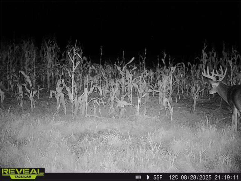 3231 Highway 65 Peace Twp MN 55051 7036612 image63
