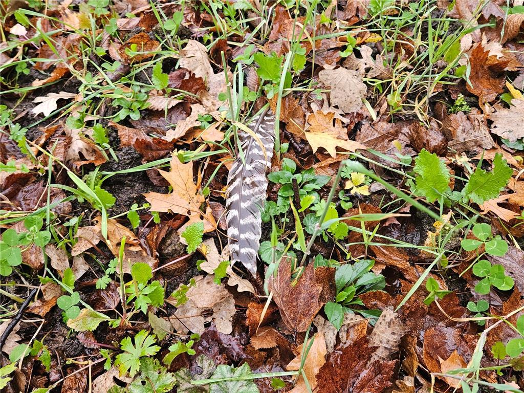 330th street 330th street Onamia MN 56359 6808065 image53