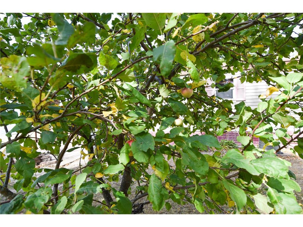 33806 220th Street Mahnomen MN 56557 - Roy Lake 6614595 image29