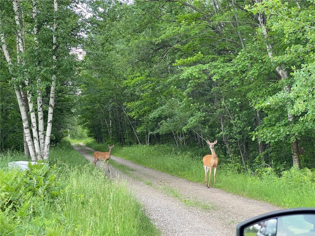 34437 County 18 Cushing MN 56443 7094580 image19