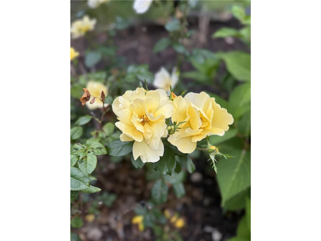 348 105th Street NW Oronoco Twp MN 55960 - Zumbro 7039112 image48