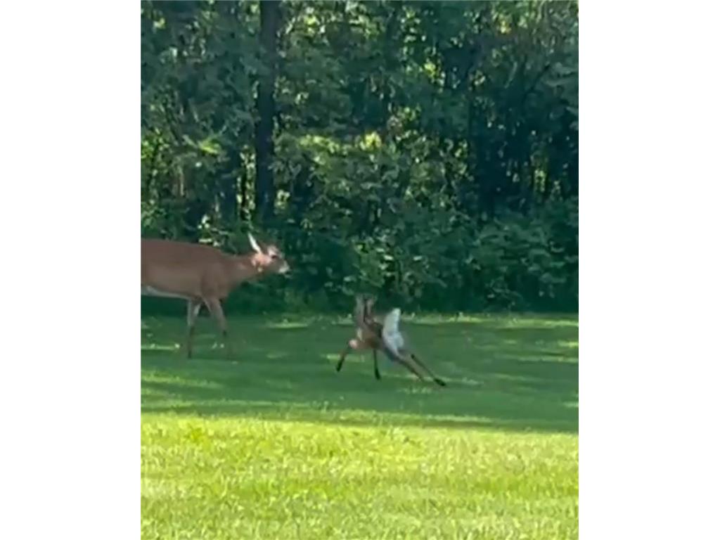 35455 100th Avenue Onamia Twp MN 56359 6684993 image79