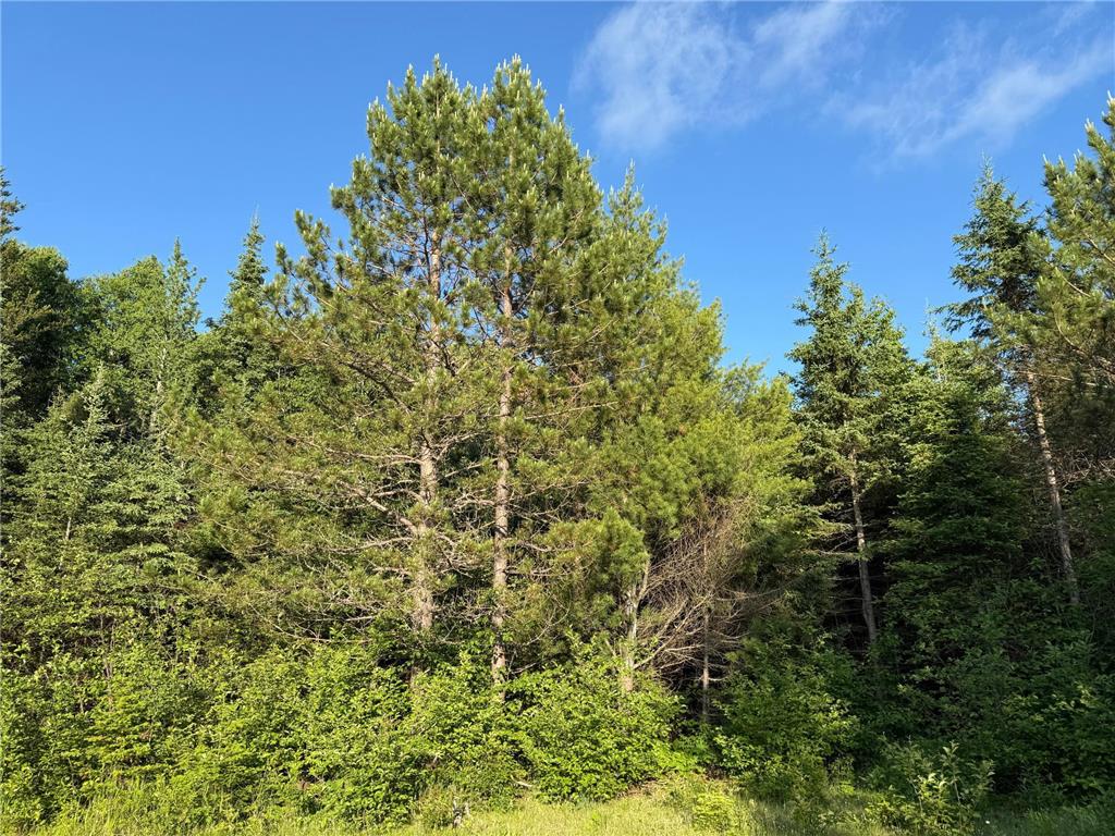 3602 Moose Ridge Rd. Isabella MN 55607 6749194 image42