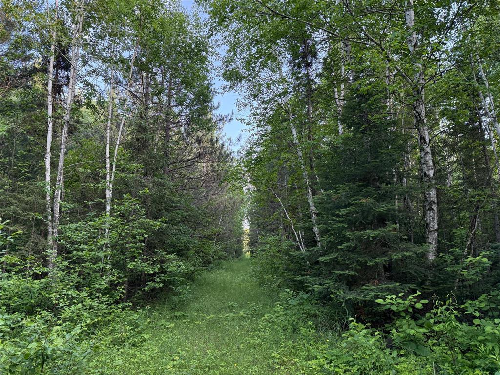 3602 Moose Ridge Rd. Isabella MN 55607 6749194 image47