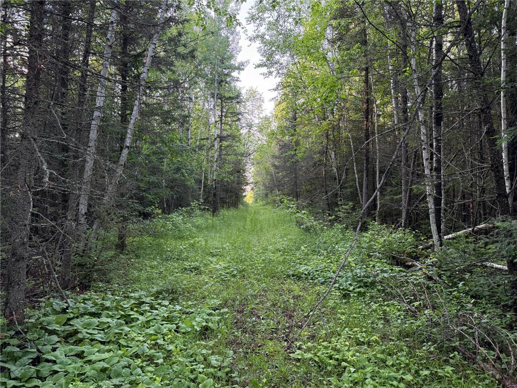 3602 Moose Ridge Rd. Isabella MN 55607 6749194 image51