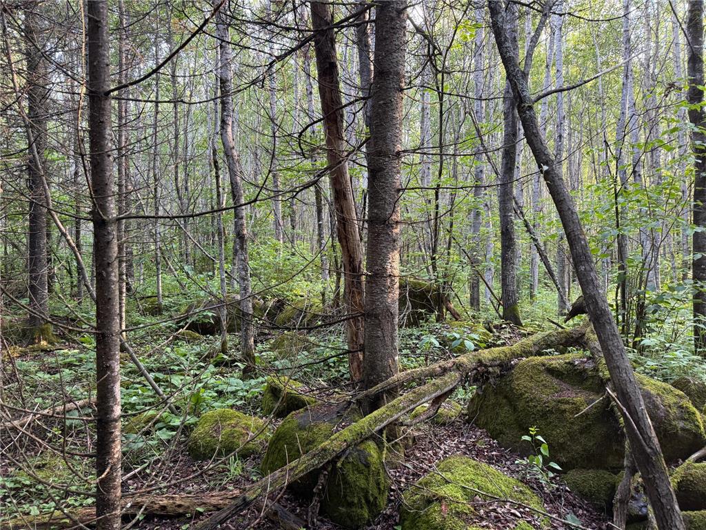 3602 Moose Ridge Rd. Isabella MN 55607 6749194 image56