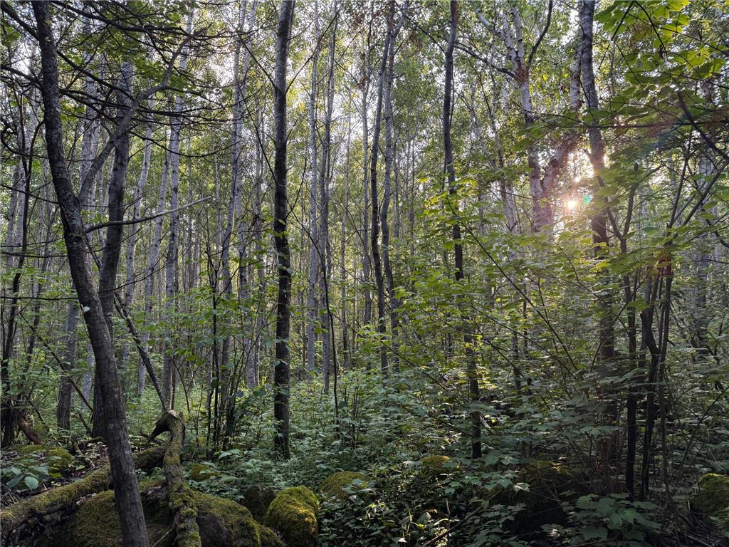 3602 Moose Ridge Rd. Isabella MN 55607 6749194 image57