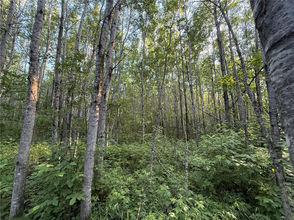 3602 Moose Ridge Rd. Isabella MN 55607 6749194 image59