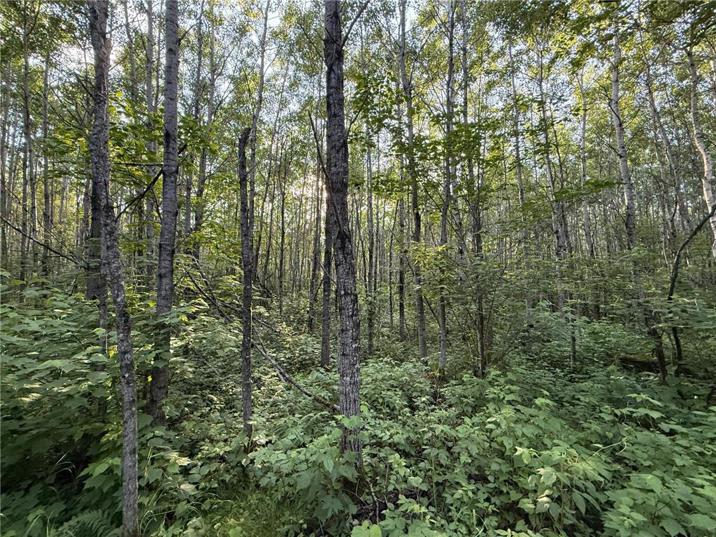 3602 Moose Ridge Rd. Isabella MN 55607 6749194 image60