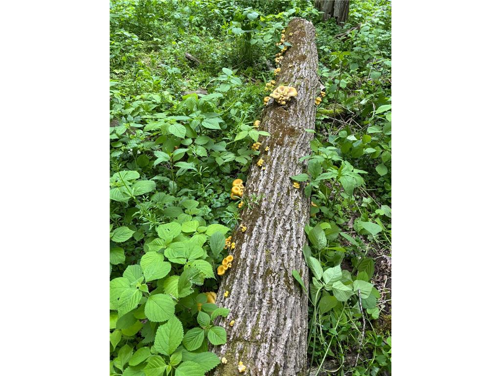 36415 Homer Valley Lane Homer Twp MN 55987 6770163 image75