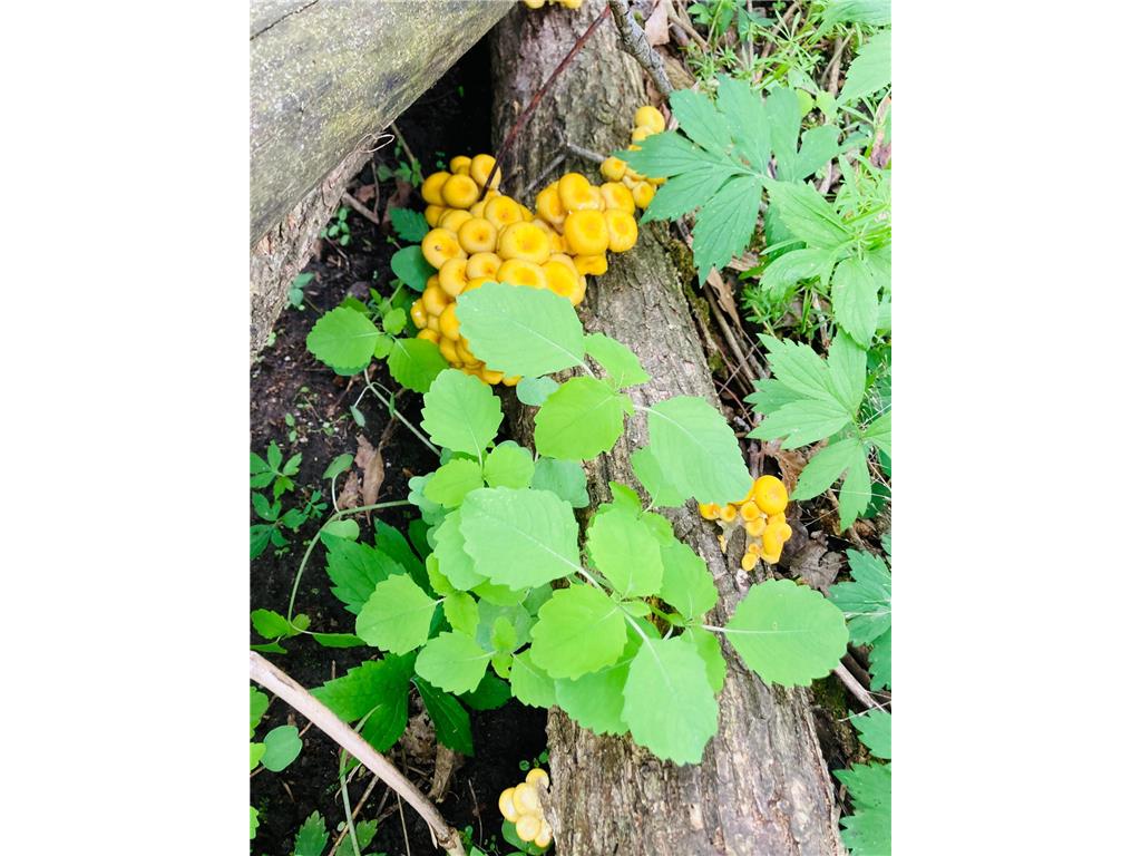 36415 Homer Valley Lane Homer Twp MN 55987 6770163 image76