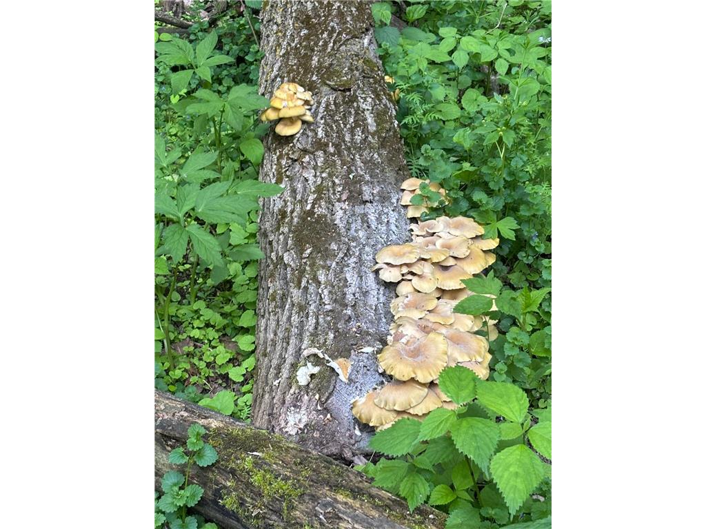 36415 Homer Valley Lane Homer Twp MN 55987 6770163 image77