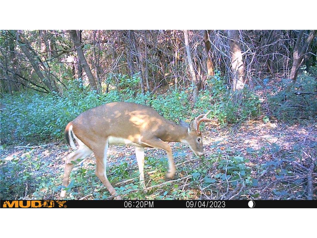 37350 County 14 Boulevard Warsaw Twp MN 55018 6821530 image93