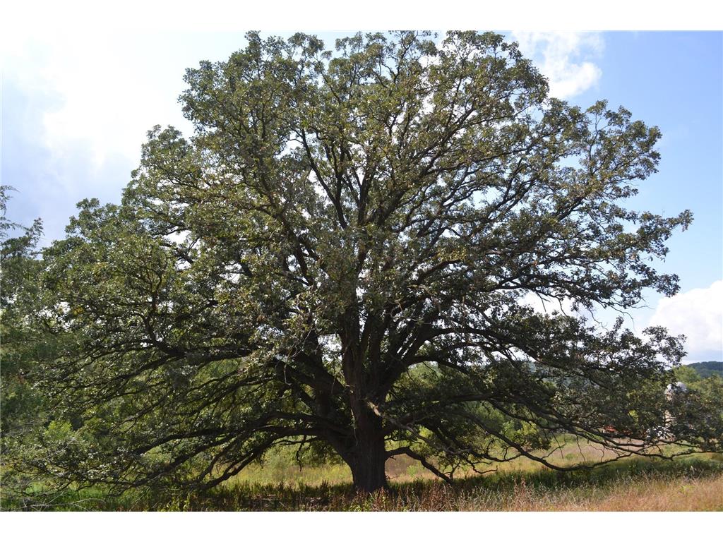 37350 County 14 Boulevard Warsaw Twp MN 55018 6821530 image94