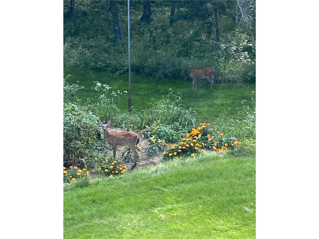 379 Jandel Avenue NE Hanover MN 55341 7013695 image69