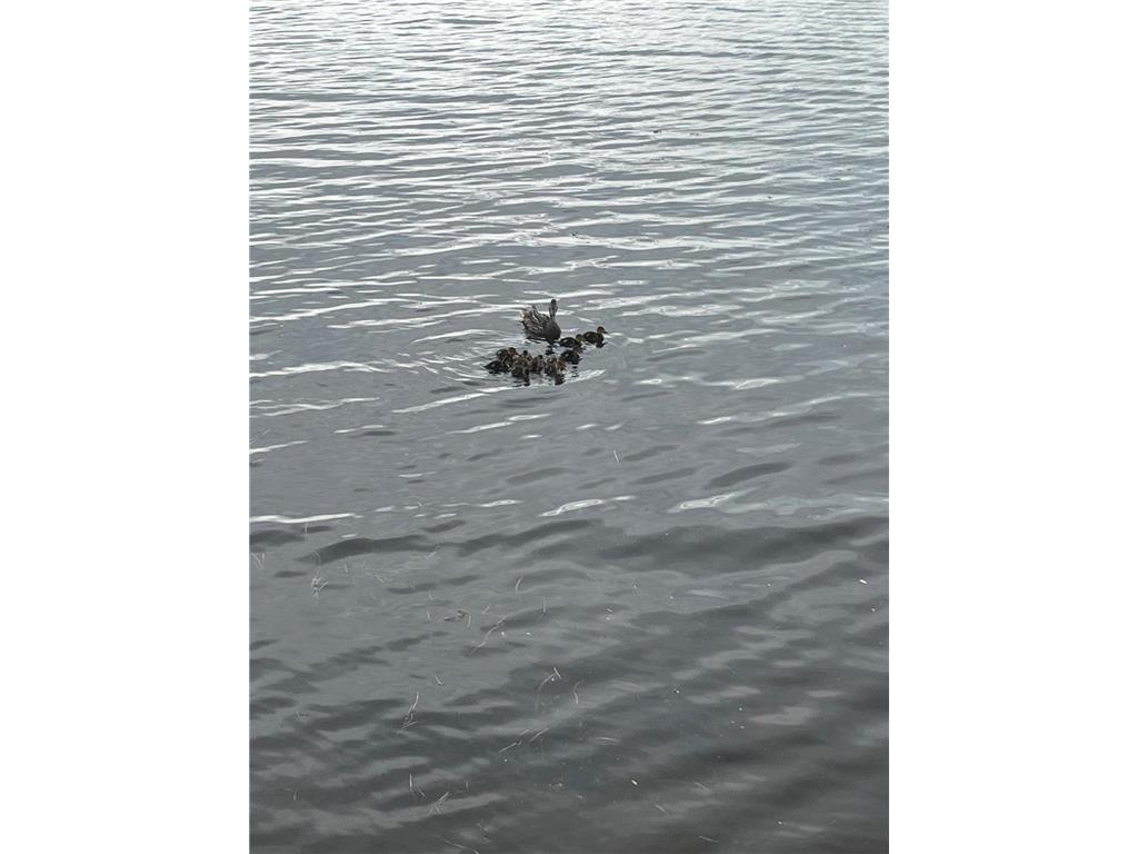 38013 Danberry Trail Pillager MN 56473 - Placid Lake 7082216 image31