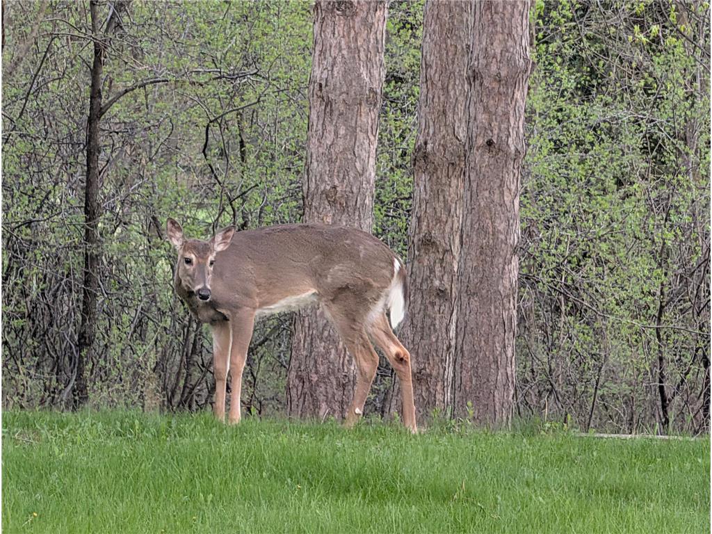 3805 Neal Avenue S Afton MN 55001 7063649 image140