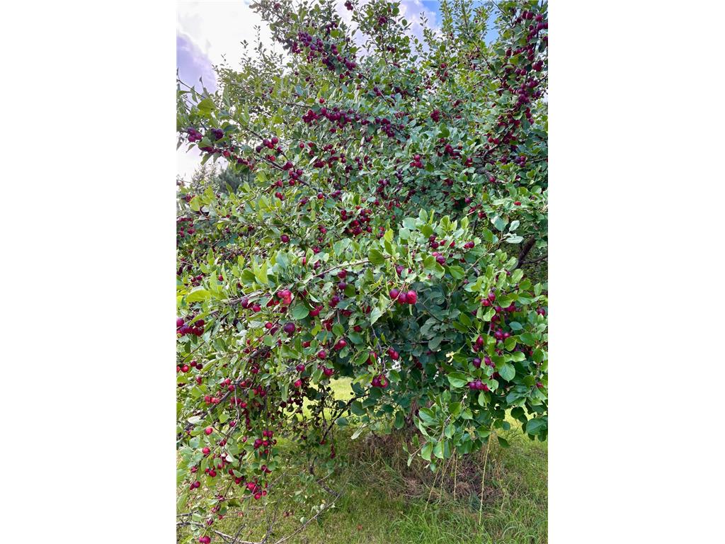 38213 State Highway 87 Frazee MN 56544 7039774 image13