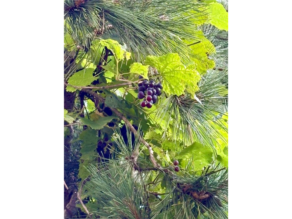 38213 State Highway 87 Frazee MN 56544 7039774 image14