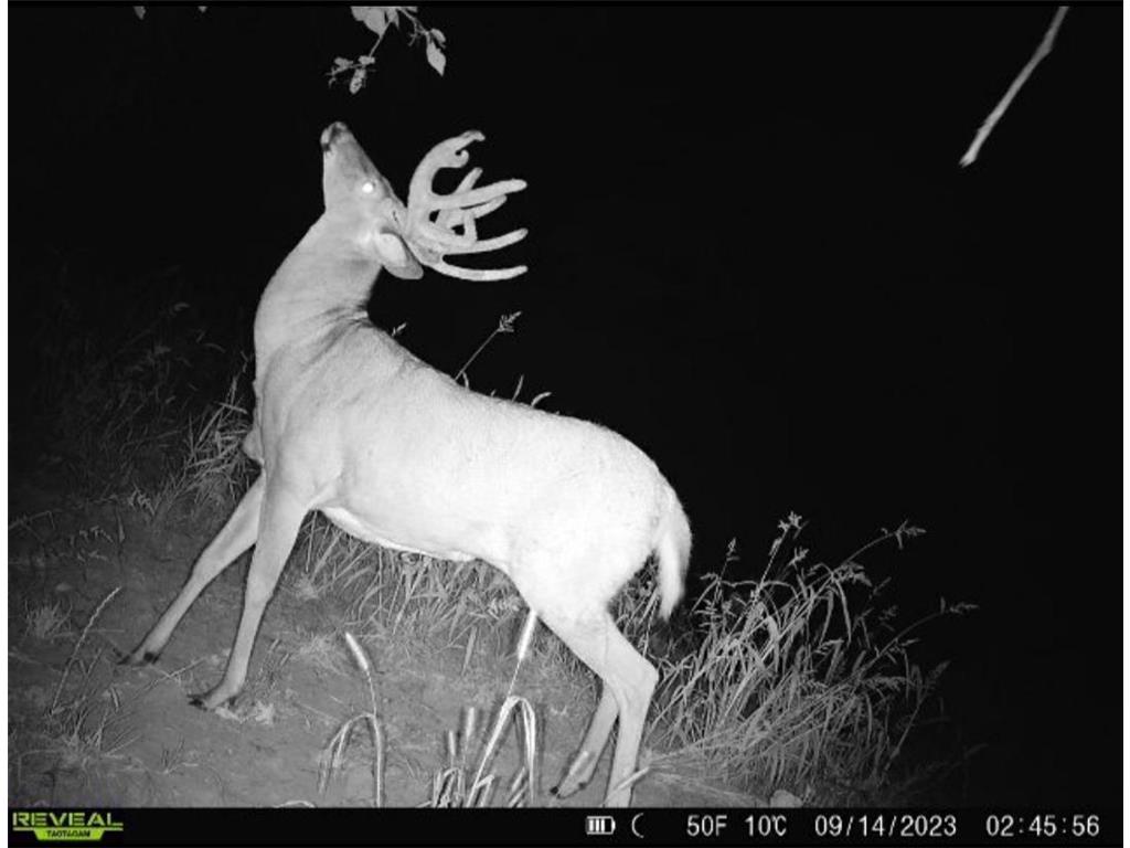 38352 Dairy Lane Arendahl Twp MN 55962 6581236 image1