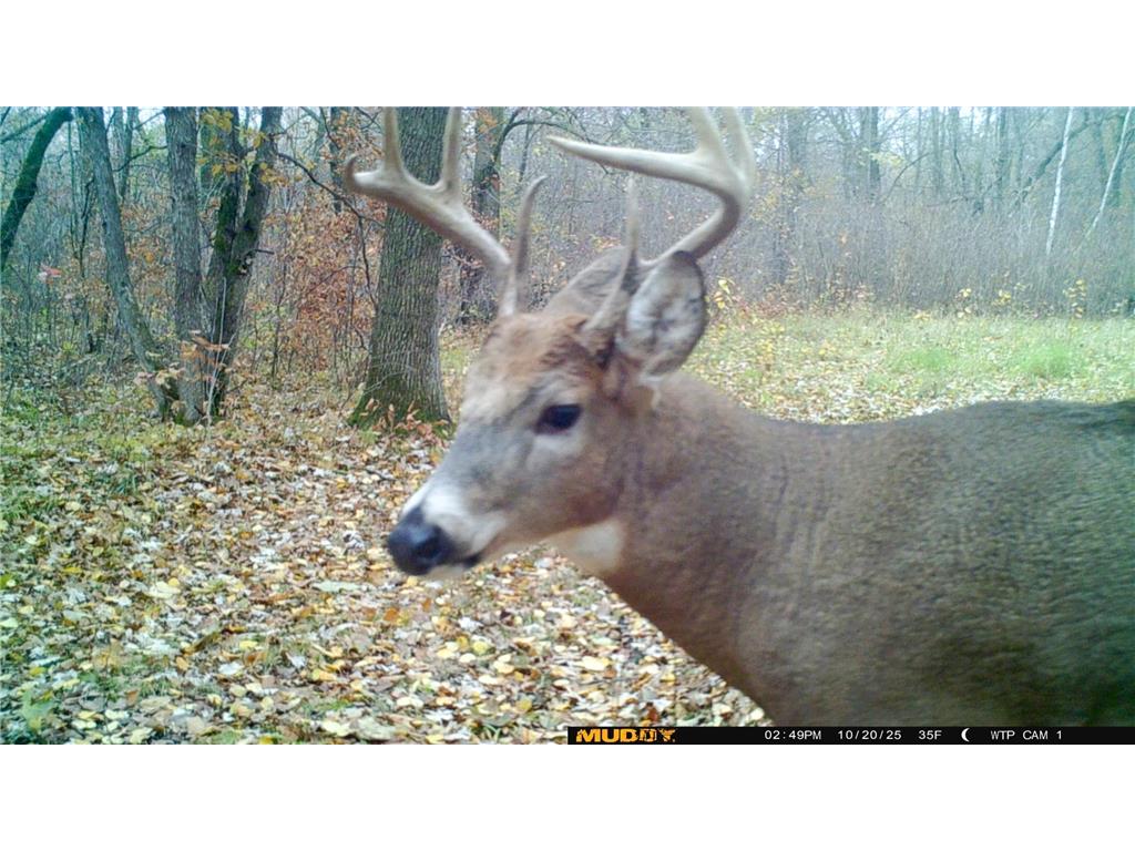 39309 350th Street SE Queen Twp MN 56542 6737750 image38