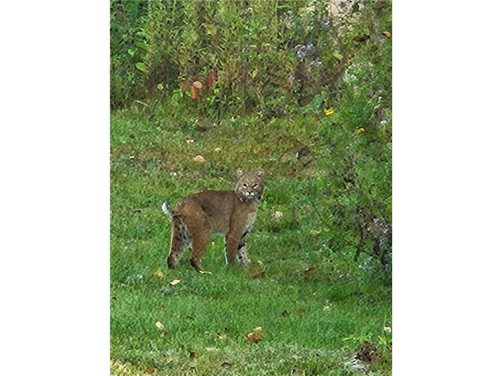 3947 Haines Road Hermantown MN 55811 6816676 image59