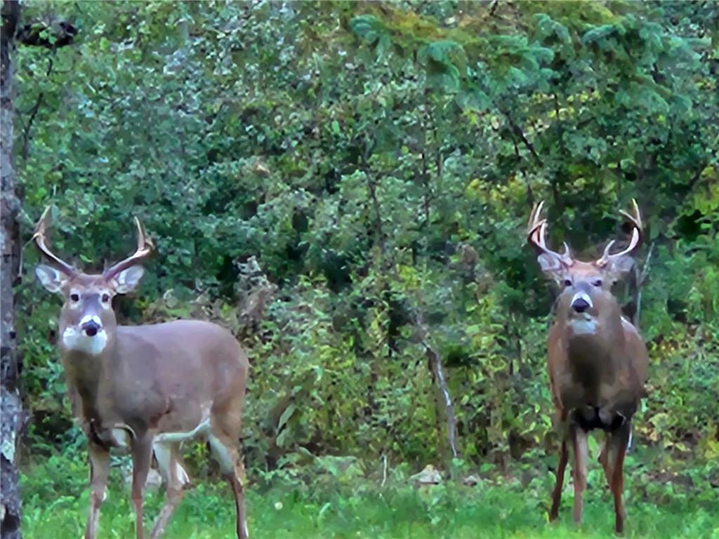 3947 Haines Road Hermantown MN 55811 6816676 image62