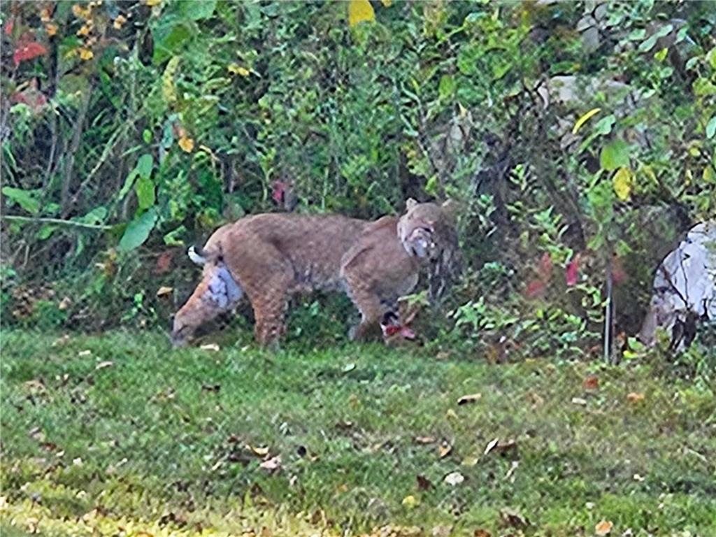 3947 Haines Road Hermantown MN 55811 6816676 image65