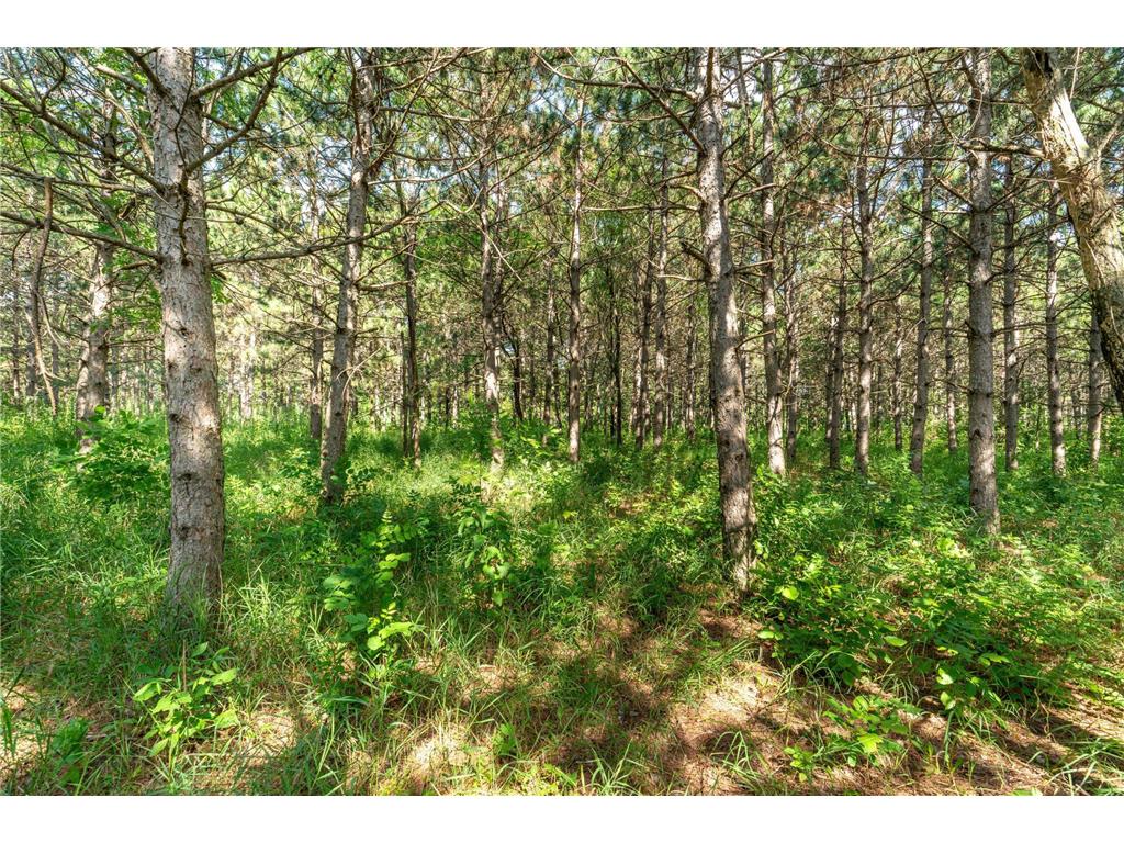 39883 N Clitherall Lake Road Clitherall MN 56524 6754780 image89