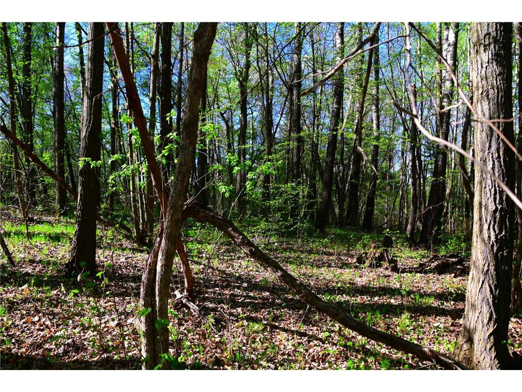 39924 Oriole Court Moran Twp MN 56438 - Pine Island 7034472 image14