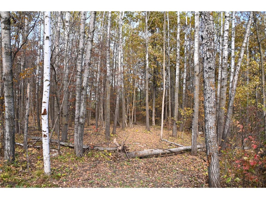 39924 Oriole Court Moran Twp MN 56438 - Pine Island 7034472 image4