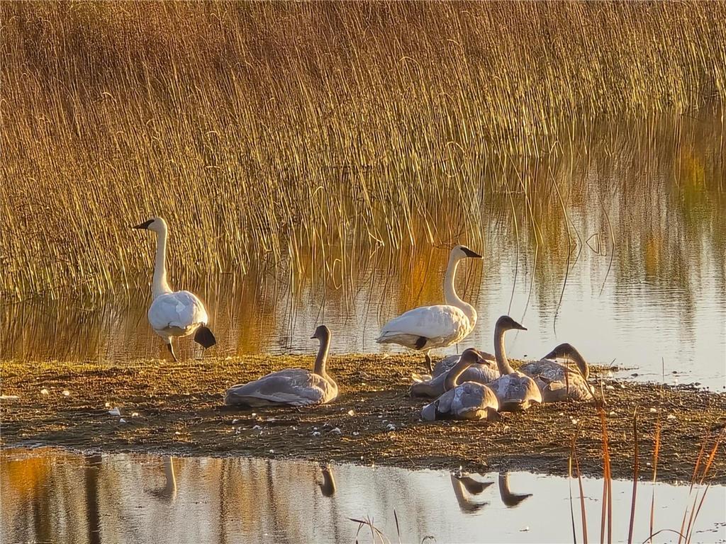 39949 Sunset Shores Road SE Erskine MN 56535 - Union Lake 6776437 image97