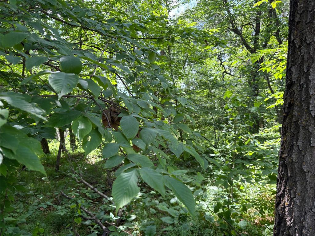 399xx Oriole Court Browerville MN 56438 6741617 image5