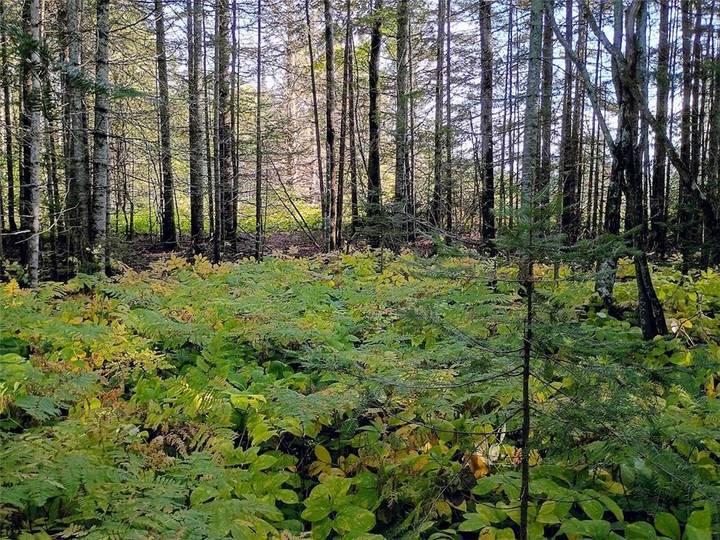 3x Brandon Lane Grand Marais MN 55604 6791367 image1