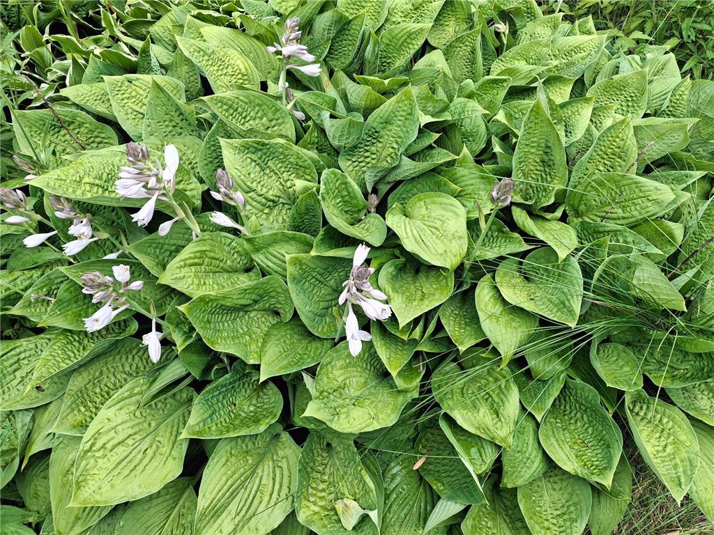 4075 State Highway 38 Grand Rapids MN 55744 6671511 image19