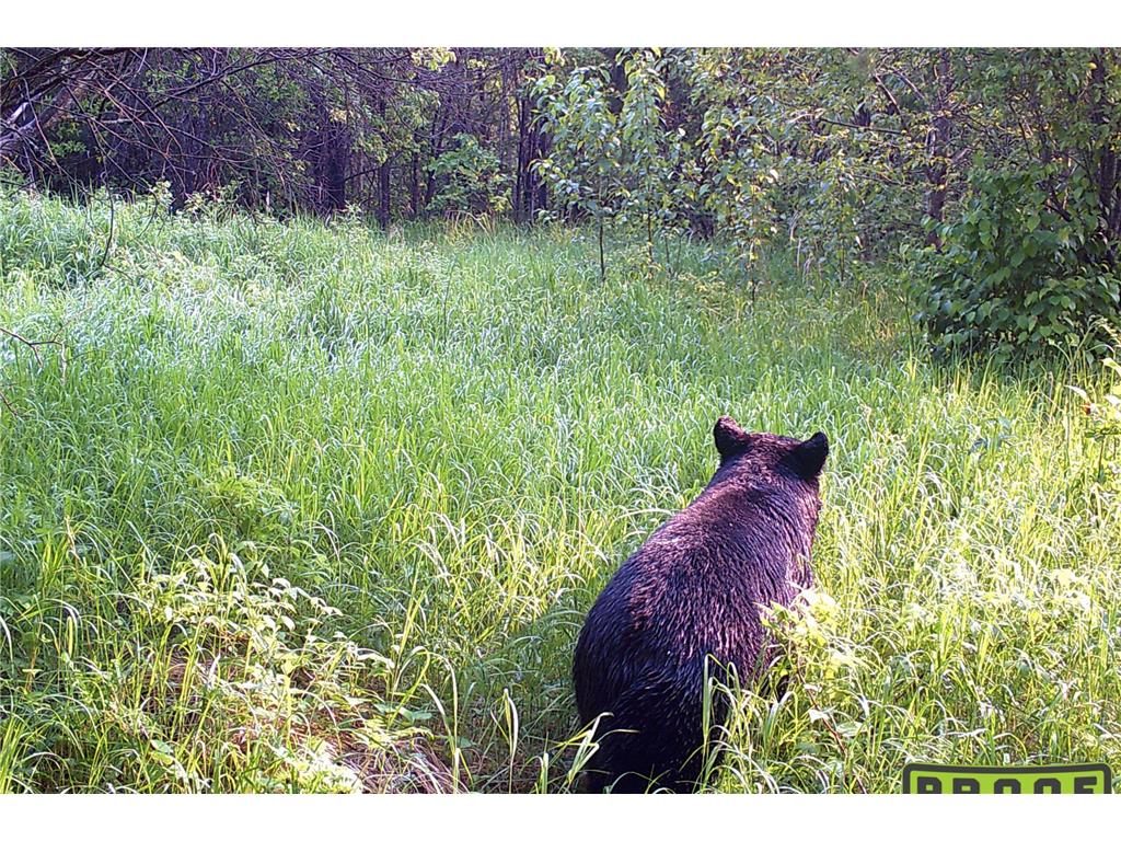 4268 Crane Lake Road Orr MN 55771 7051256 image18